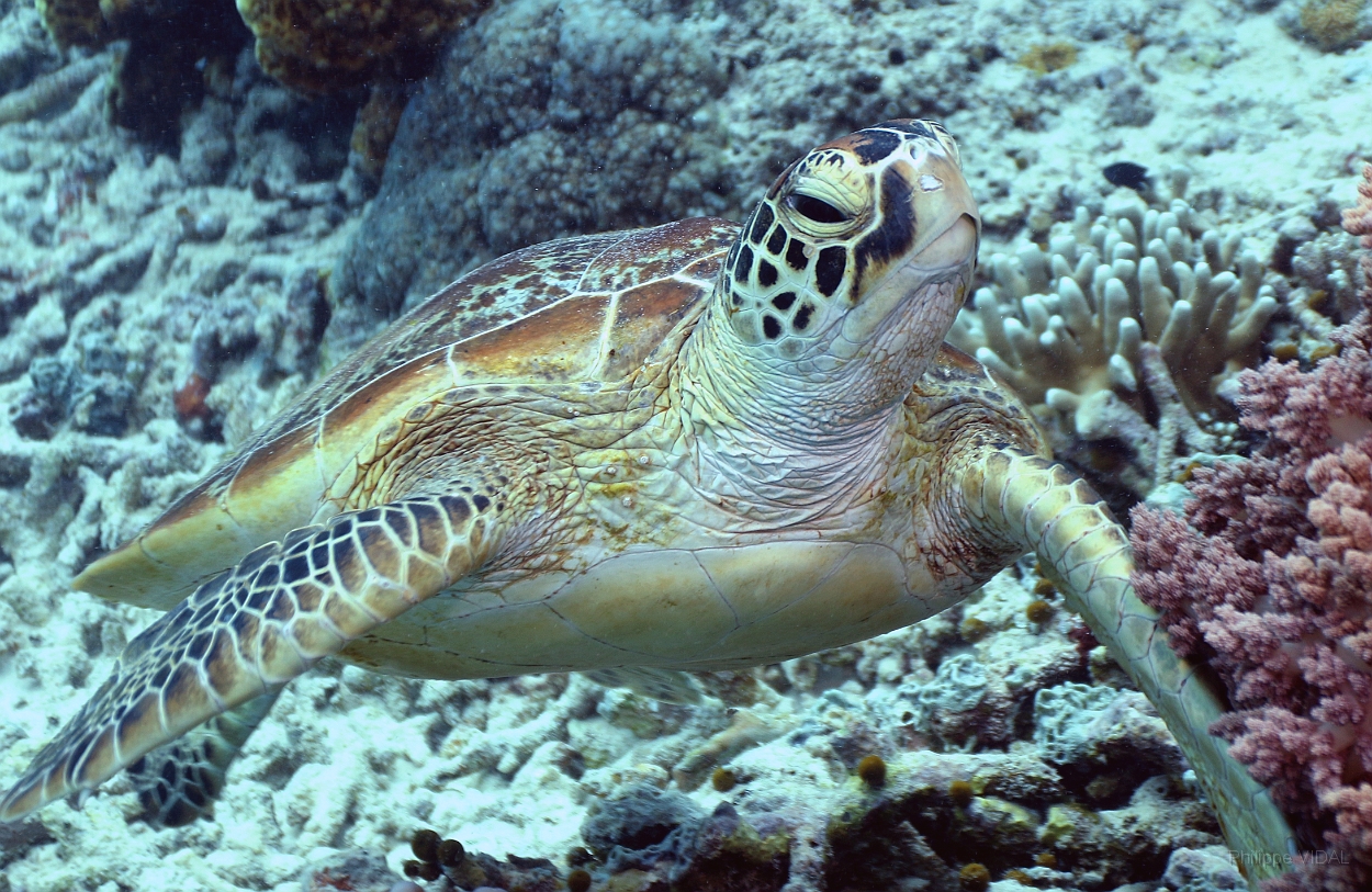 Sipadan_2015_Tortue Franche_Chelonia mydas_IMG_2279_rc.jpg